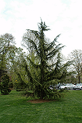 Shalimar Deodar Cedar (Cedrus deodara 'Shalimar') at Stonegate Gardens