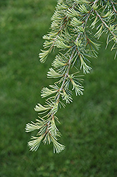 Karl Fuchs Deodar Cedar (Cedrus deodara 'Karl Fuchs') at A Very Successful Garden Center
