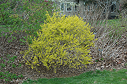 Evergold Forsythia (Forsythia x intermedia 'Evergold') at A Very Successful Garden Center