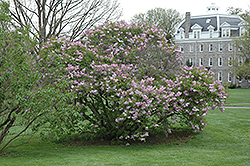 Churchill Lilac (Syringa vulgaris 'Churchill') at Lakeshore Garden Centres