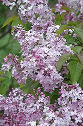 Churchill Lilac (Syringa vulgaris 'Churchill') at A Very Successful Garden Center