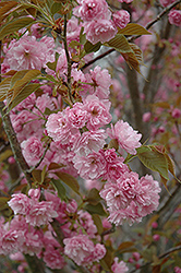 Sekiyama Flowering Cherry (Prunus serrulata 'Sekiyama') at Lakeshore Garden Centres
