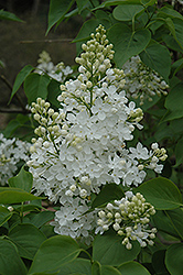 Betsy Ross Lilac (Syringa 'Betsy Ross') at A Very Successful Garden Center