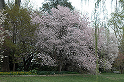Manoga Flowering Cherry (Prunus serrulata 'Manoga') at Lakeshore Garden Centres