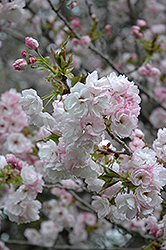 Manoga Flowering Cherry (Prunus serrulata 'Manoga') at Lakeshore Garden Centres