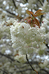 Ukon Flowering Cherry (Prunus 'Ukon') at Stonegate Gardens