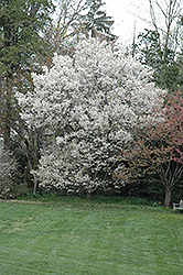 Ojochin Flowering Cherry (Prunus serrulata 'Ojochin') at Lakeshore Garden Centres