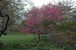 Tennessee Pink Redbud (Cercis canadensis 'Tennessee Pink') at Lakeshore Garden Centres