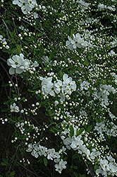 Pearlbush (Exochorda x macrantha) at A Very Successful Garden Center