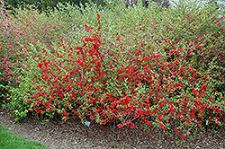 Knap Hill Scarlet Flowering Quince (Chaenomeles x superba 'Knap Hill Scarlet') at Lakeshore Garden Centres