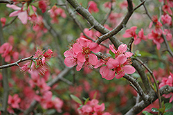 Pink Lady Flowering Quince (Chaenomeles x superba 'Pink Lady') at Lakeshore Garden Centres