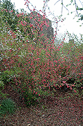 Pink Lady Flowering Quince (Chaenomeles x superba 'Pink Lady') at Stonegate Gardens