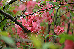 Nivalis Flowering Quince (Chaenomeles speciosa 'Nivalis') at A Very Successful Garden Center