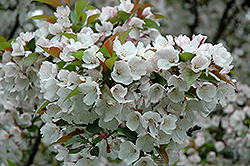 Tea Flowering Crab (Malus hupehensis) at A Very Successful Garden Center