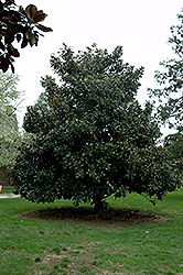Victoria Magnolia (Magnolia grandiflora 'Victoria') at Lakeshore Garden Centres