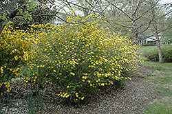 Shannon Japanese Kerria (Kerria japonica 'Shannon') at A Very Successful Garden Center