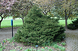 Connecticut Turnpike Oriental Spruce (Picea orientalis 'Connecticut Turnpike') at Stonegate Gardens