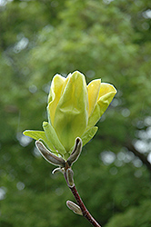 Green Bee Magnolia (Magnolia 'Green Bee') at A Very Successful Garden Center