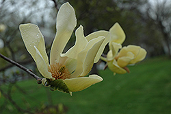 Stellar Acclaim Magnolia (Magnolia 'Stellar Acclaim') at A Very Successful Garden Center