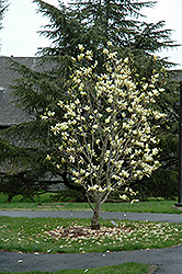 Stellar Acclaim Magnolia (Magnolia 'Stellar Acclaim') at Stonegate Gardens