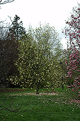 Yellow Lantern Magnolia (Magnolia 'Yellow Lantern') at A Very Successful Garden Center