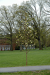 Golden Pond Magnolia (Magnolia 'Golden Pond') at A Very Successful Garden Center
