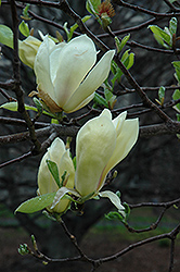 Yellow Lantern Magnolia (Magnolia 'Yellow Lantern') at Lakeshore Garden Centres