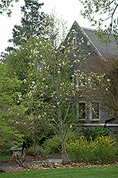 Ivory Chalice Magnolia (Magnolia 'Ivory Chalice') at A Very Successful Garden Center