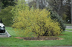 Golden Cornelian Cherry Dogwood (Cornus mas 'Aurea') at A Very Successful Garden Center