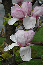 Eskimo Magnolia (Magnolia 'Eskimo') at Stonegate Gardens