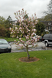 Eskimo Magnolia (Magnolia 'Eskimo') at Lakeshore Garden Centres