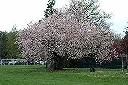 Hizakura Flowering Cherry (Prunus serrulata 'Hizakura') at Stonegate Gardens