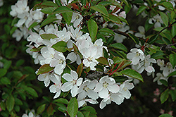 Hall's Flowering Crab (Malus halliana) at A Very Successful Garden Center