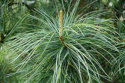 Morris Blue Korean Pine (Pinus koraiensis 'Morris Blue') at A Very Successful Garden Center