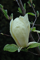 Manchu Fan Magnolia (Magnolia 'Manchu Fan') at Stonegate Gardens