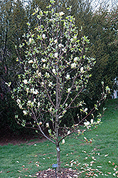 Manchu Fan Magnolia (Magnolia 'Manchu Fan') at A Very Successful Garden Center