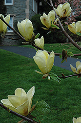 Golden Sun Magnolia (Magnolia 'Golden Sun') at Stonegate Gardens
