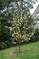 Golden Sun Magnolia (Magnolia 'Golden Sun') at A Very Successful Garden Center
