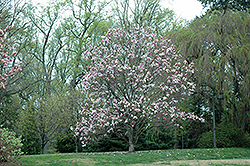 Star Wars Magnolia (Magnolia 'Star Wars') at A Very Successful Garden Center
