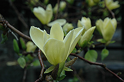 Golden Gift Magnolia (Magnolia 'Golden Gift') at Stonegate Gardens