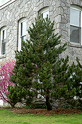 Bosnian Pine (Pinus heldreichii) at A Very Successful Garden Center