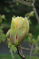 Hattie Carthan Magnolia (Magnolia 'Hattie Carthan') at Stonegate Gardens