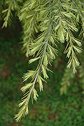 Roman Gold Deodar Cedar (Cedrus deodara 'Roman Gold') at Stonegate Gardens