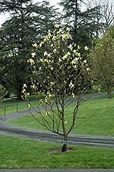 Gold Crown Magnolia (Magnolia 'Gold Crown') at A Very Successful Garden Center