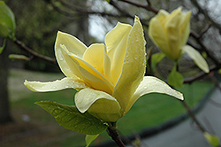 Gold Crown Magnolia (Magnolia 'Gold Crown') at A Very Successful Garden Center