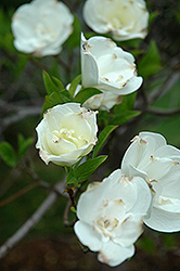 Alba Plena Flowering Dogwood (Cornus florida 'Alba Plena') at Lakeshore Garden Centres
