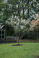 White Redbud (Cercis canadensis 'Alba') at Stonegate Gardens