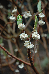 Snow Cream Oriental Paper Bush (Edgeworthia chrysantha 'Snow Cream') at Lakeshore Garden Centres