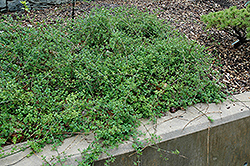 Winter Jasmine (Jasminum nudiflorum) at A Very Successful Garden Center