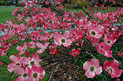 Red Beauty Flowering Dogwood (Cornus florida 'Red Beauty') at Lakeshore Garden Centres